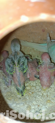 Birds